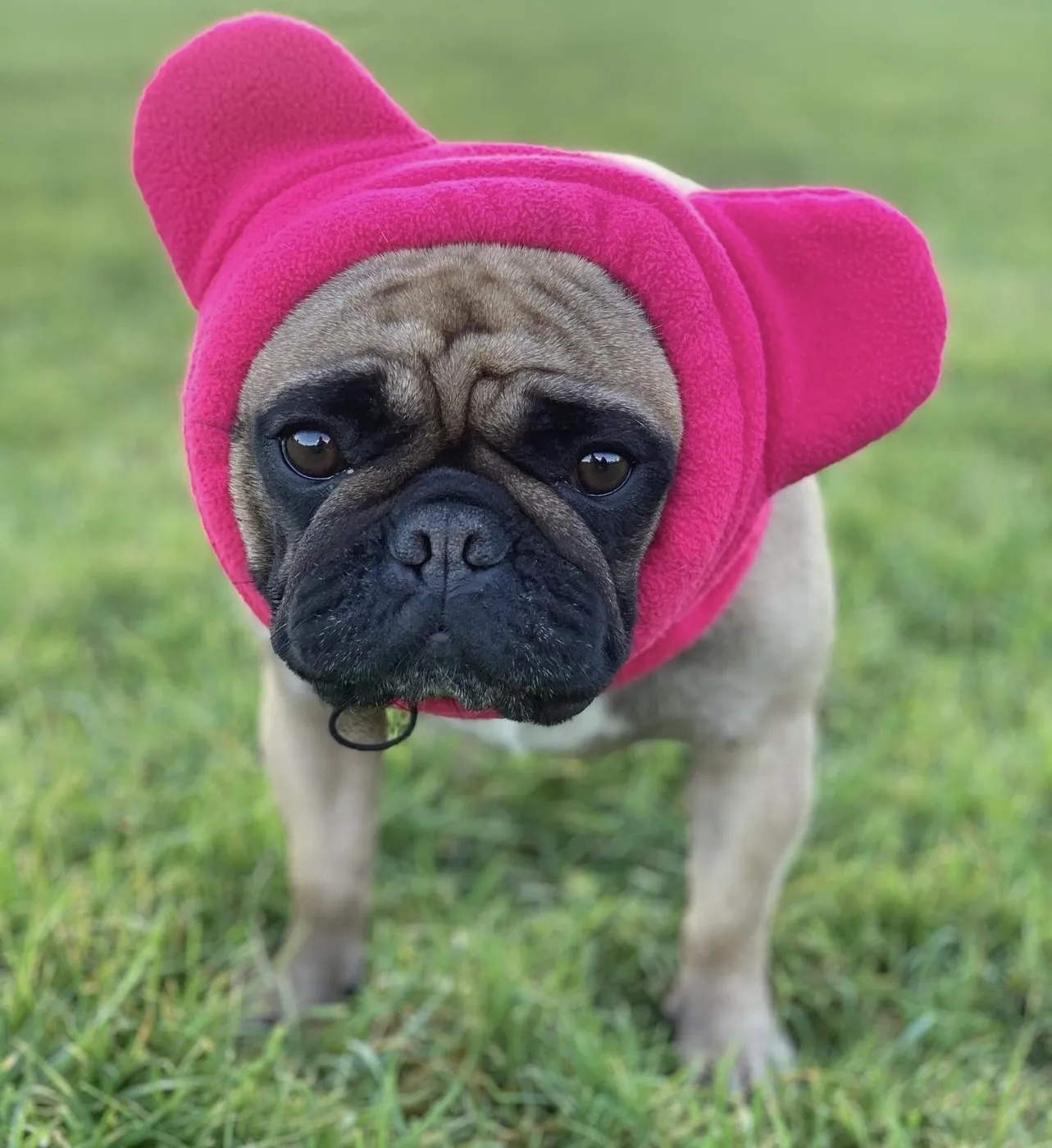 Frenchiestore Organic Dog Frenchie Ear Warmers | Hot Pink