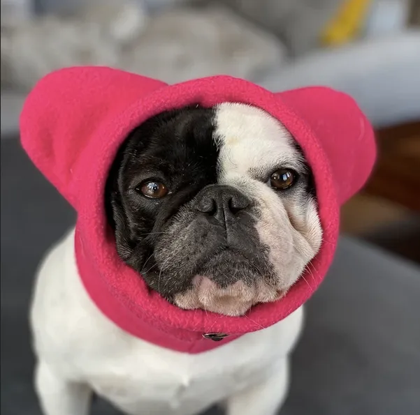 Frenchiestore Organic Dog Frenchie Ear Warmers | Hot Pink